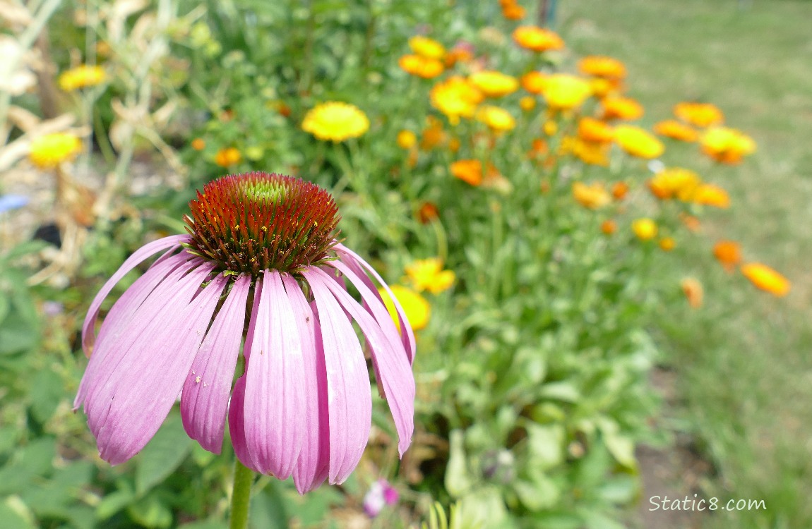 Echinacea bloom in front of orange flower blooms