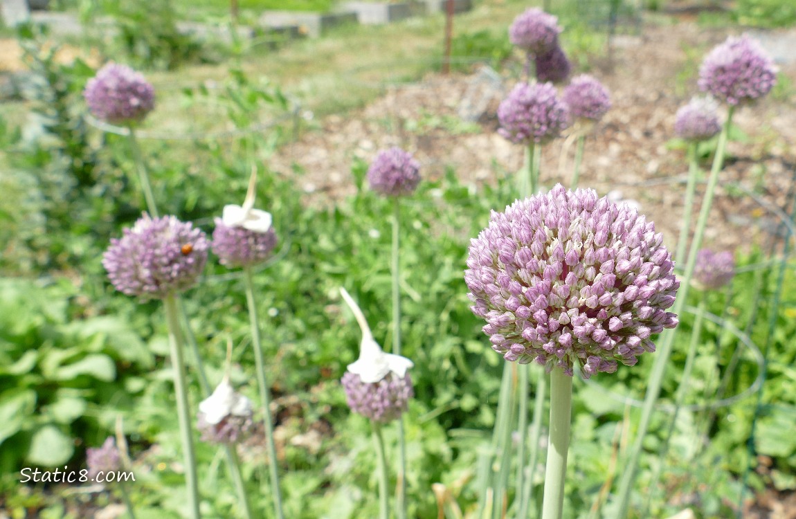 purple garlic blooms