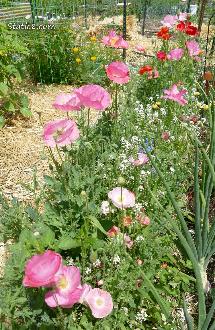 Wild flowers in a row