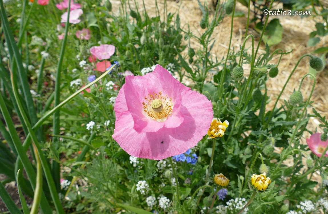 Pink poppy blooms with white and blue wildflowers
