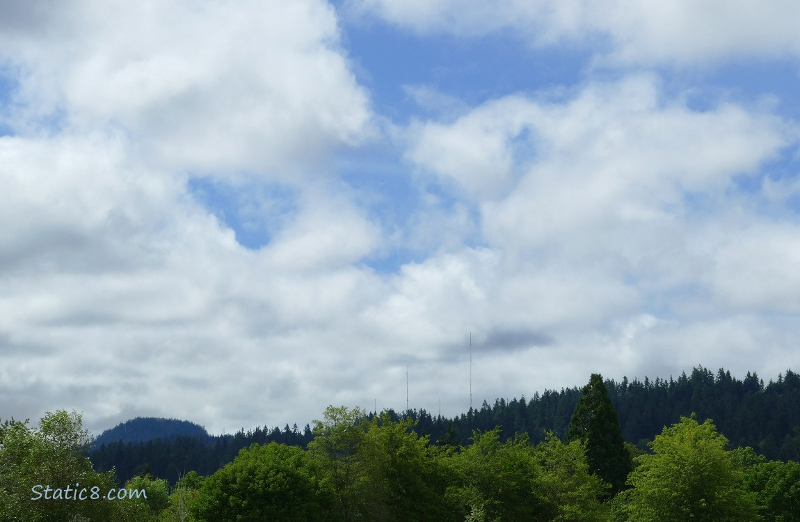 Trees in the distance and puffy clouds in a blue sky