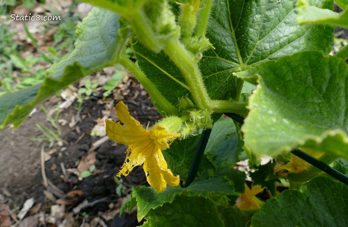 Cucumber blooms