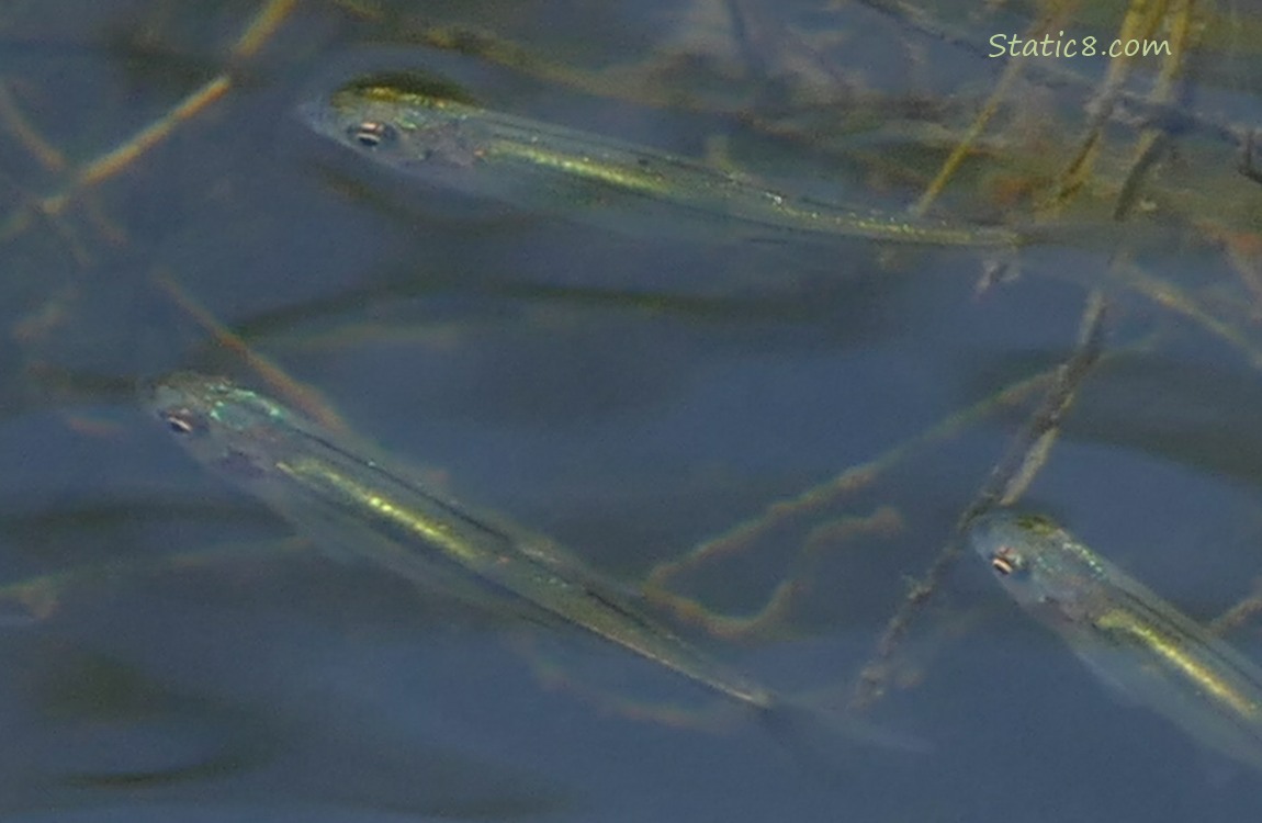 Minnows swimming in water