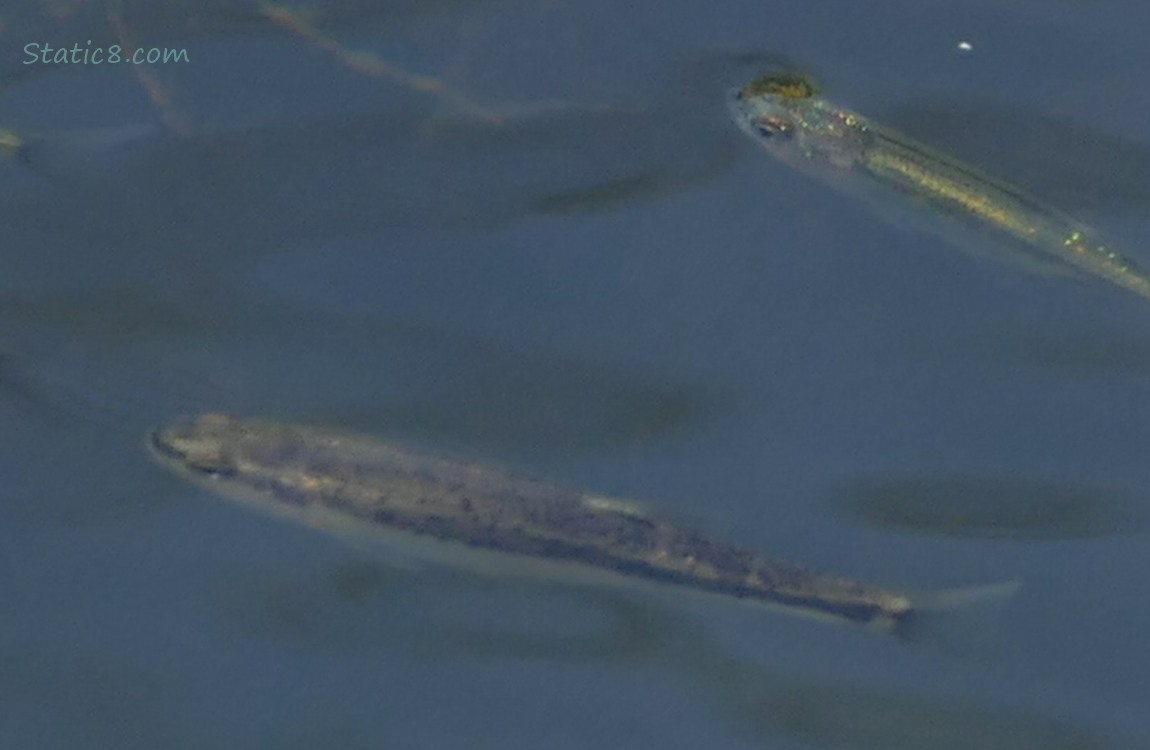 Minnows swimming in water