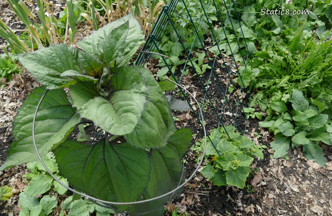 Sunflower over a cucumber plant