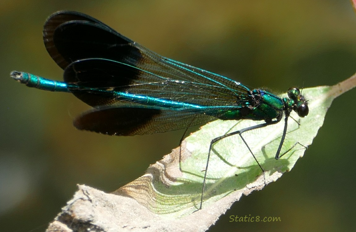 Damselfly sitting on a dead leaf