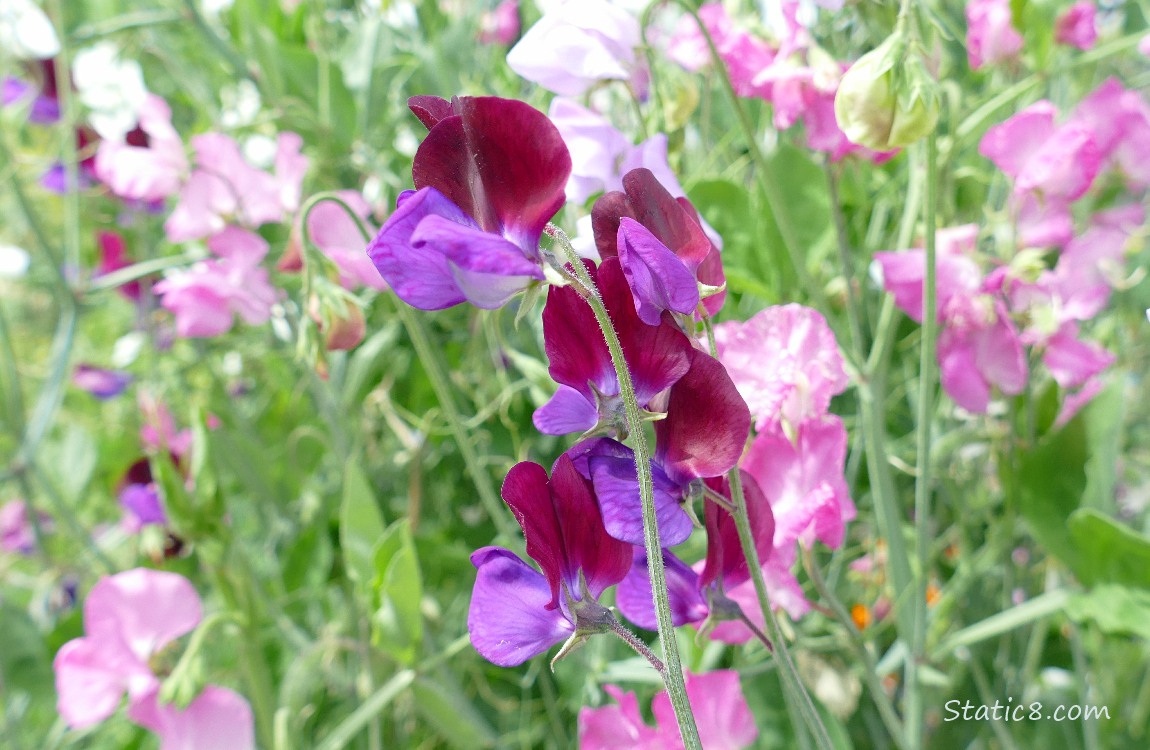 Sweet Pea blooms