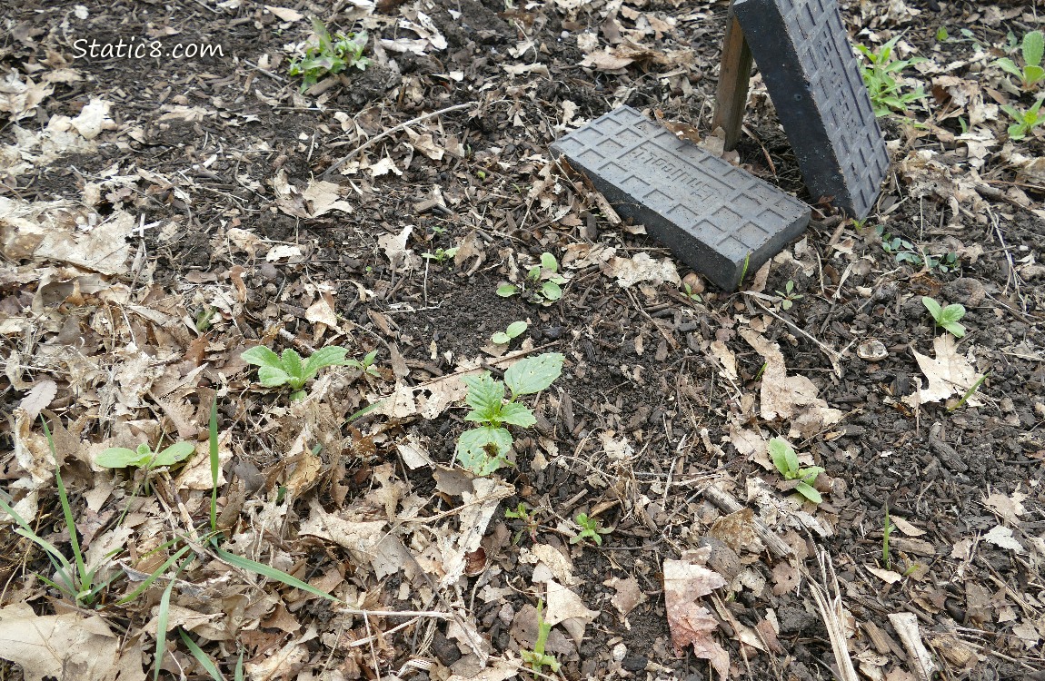 Tomatillo seedling growing in the path