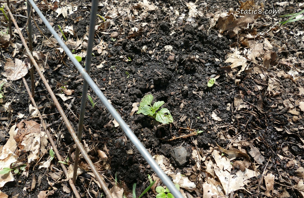 Tomatillo seedling under a trellis