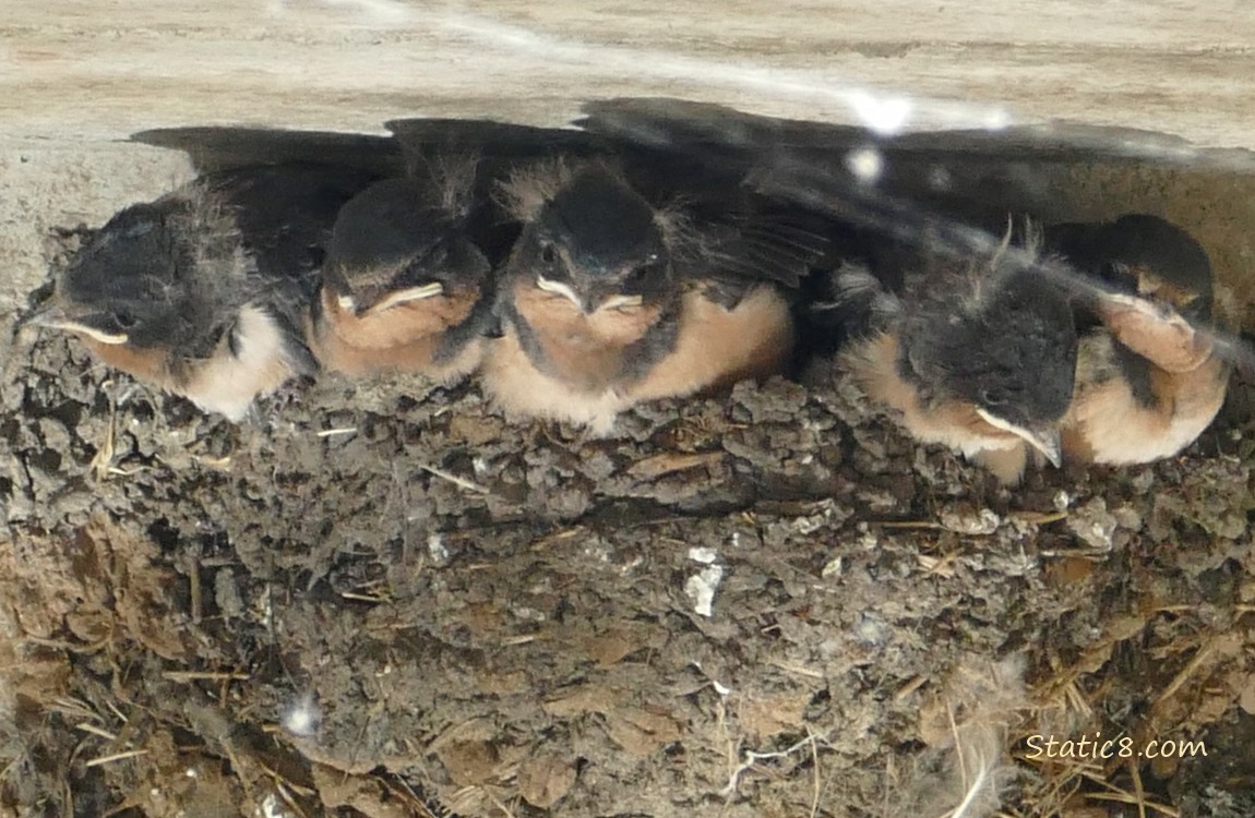 Barn Swallow babies in the nest