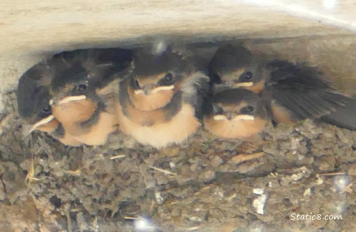Barn Swallow babies in the nest