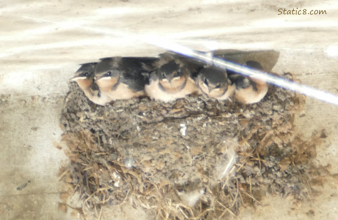 Barn Swallow babies in the nest
