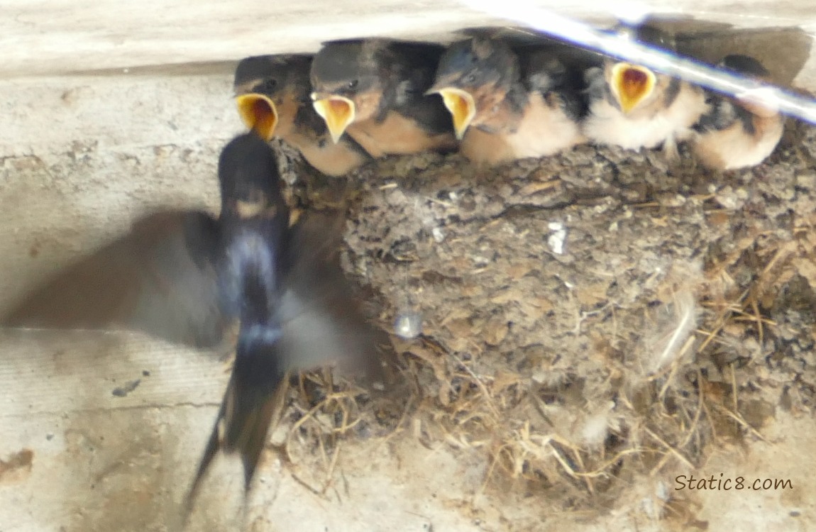Barn Swallow parent feeds a baby in the nest