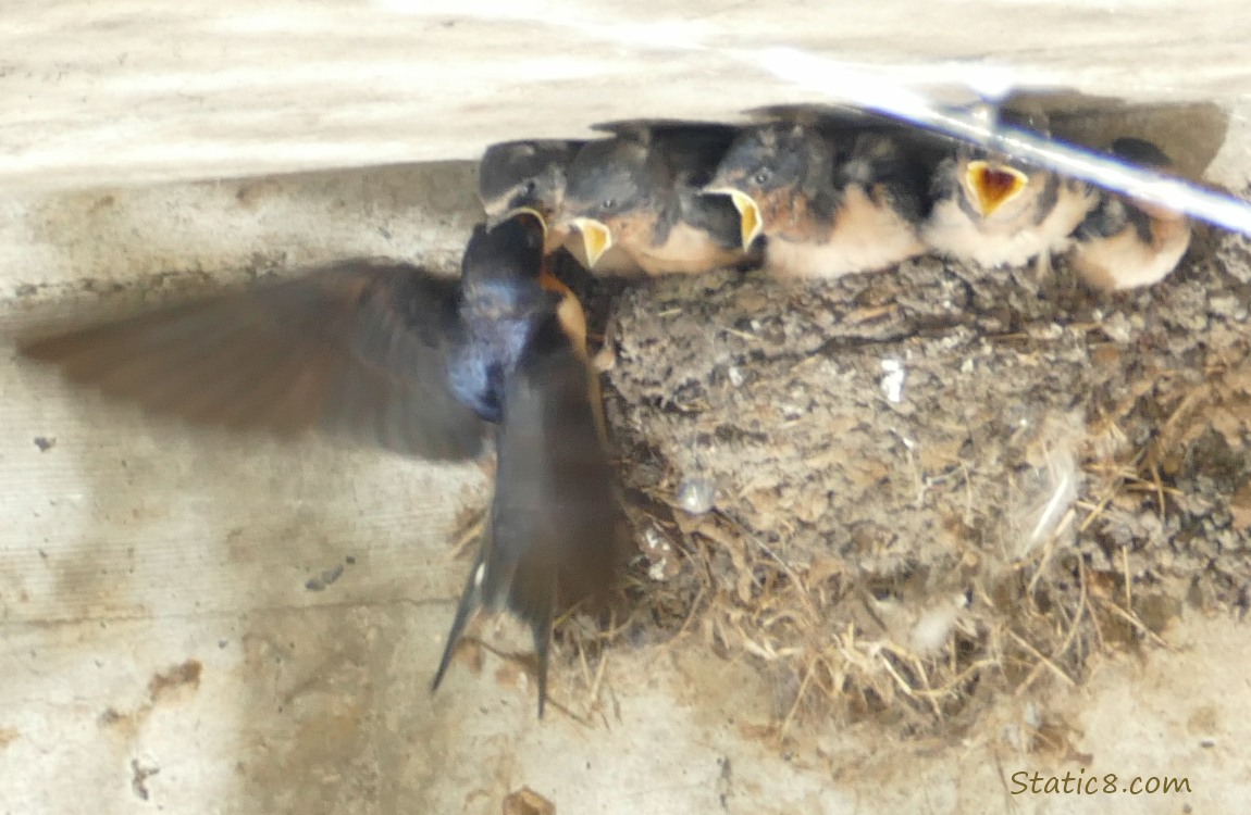 Barn Swallow parent feeds a baby in the nest