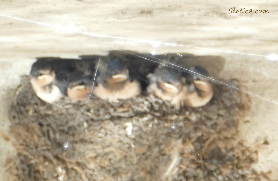 Spider web catching the light in front of the Barn Swallow babies in the nest