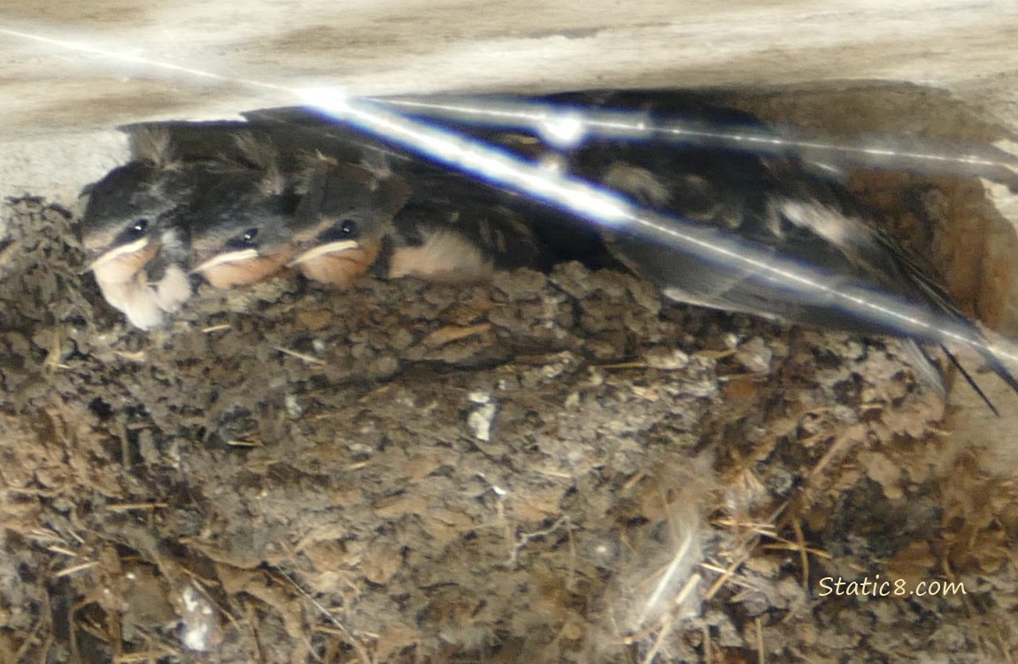 Barn Swallow babies in the nest