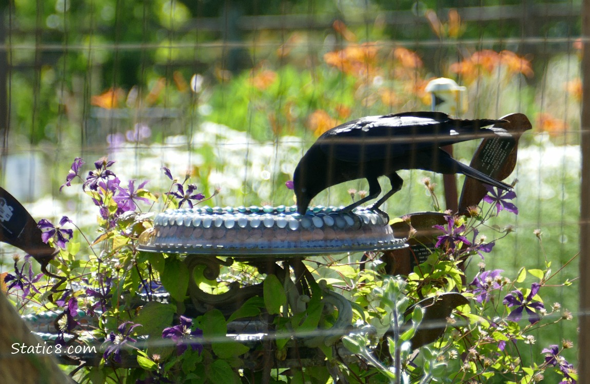 Crow drinking water from a shallow bird bath, surrounded by flowers