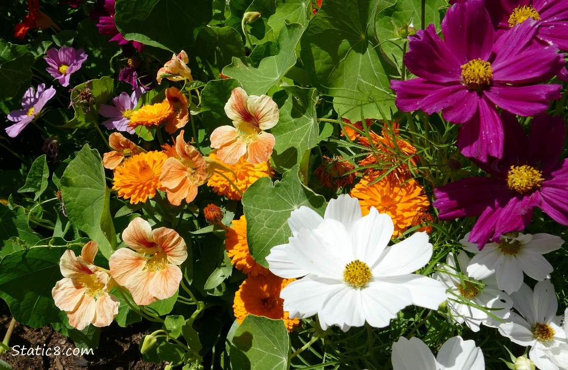 Nasturtiums, Calendulas and Cosmos