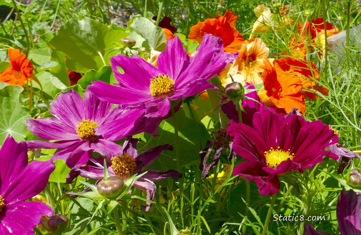 purple Cosmos blooms
