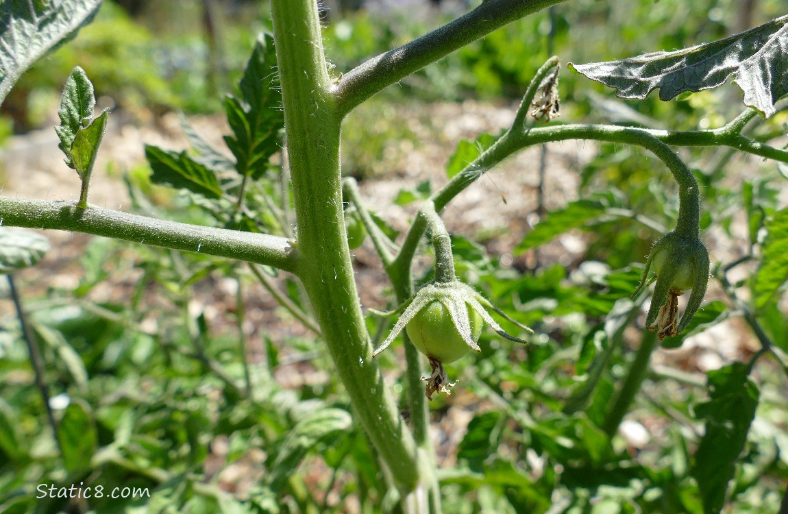 Small, green tomato growing on the vine