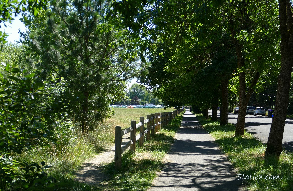 Looking down a tree lined sidewalk