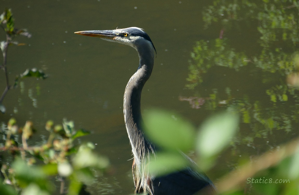 Great Blue Heron