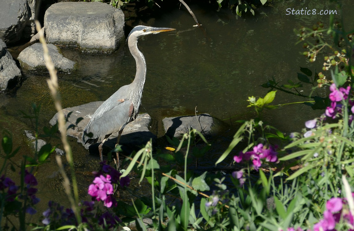Great Blue Heron standing in shallow water with Sweet Pea blooms on the bank
