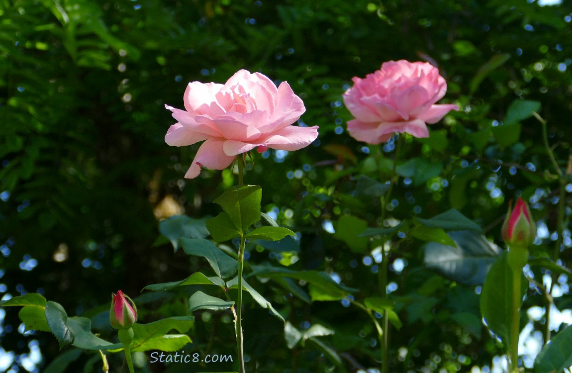 Two pink rose blooms