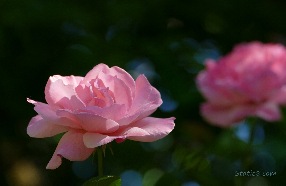 Two pink rose blooms