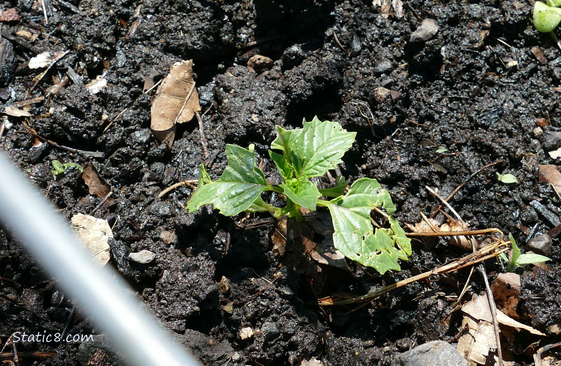 Tomatillo seedling