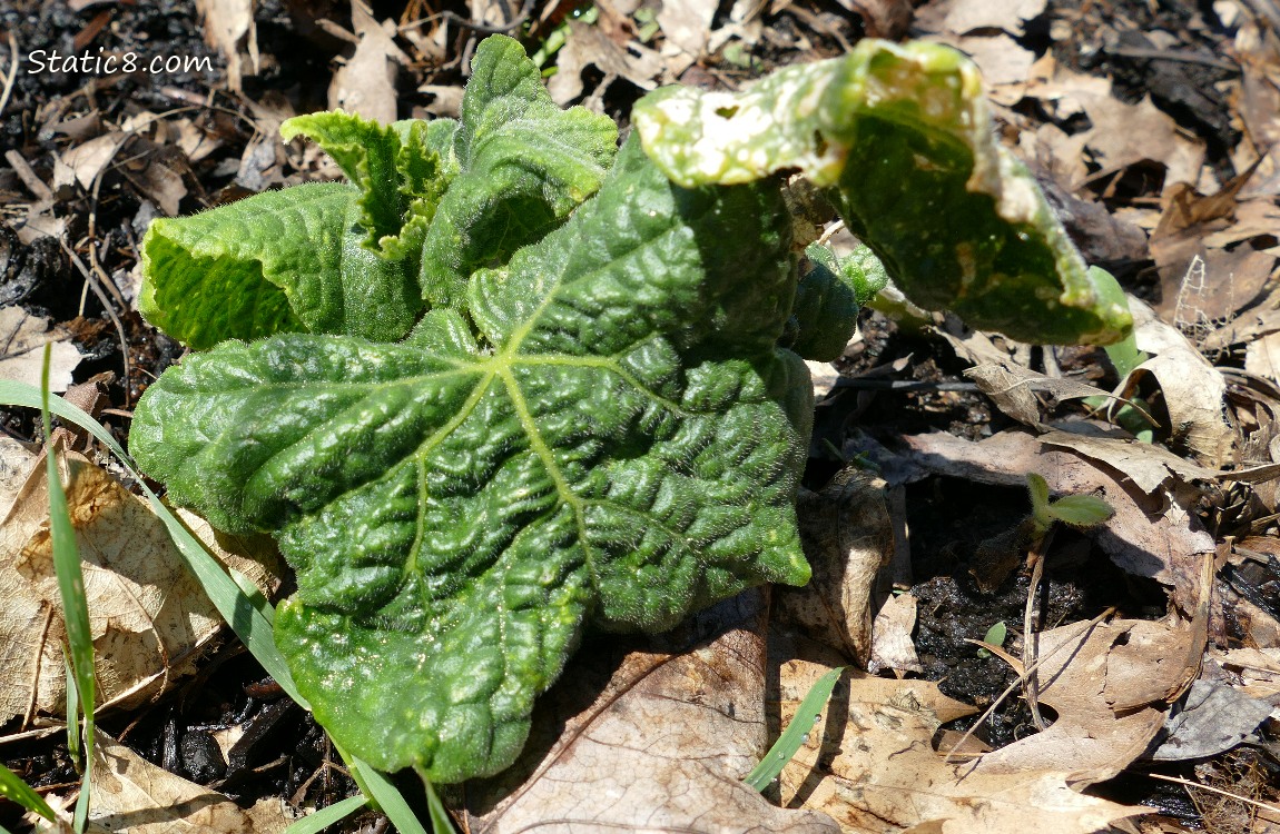 Warped Cucumber plant growing in the ground
