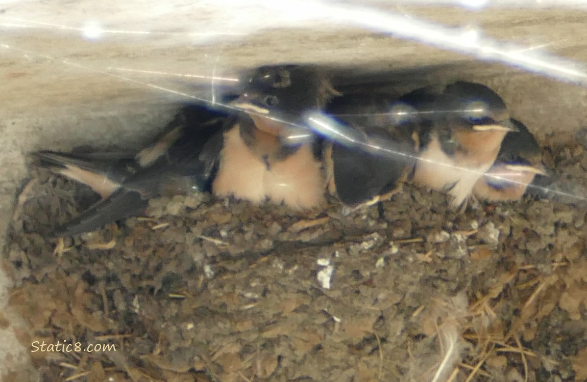 Barns Swallow babies moving around in the nest