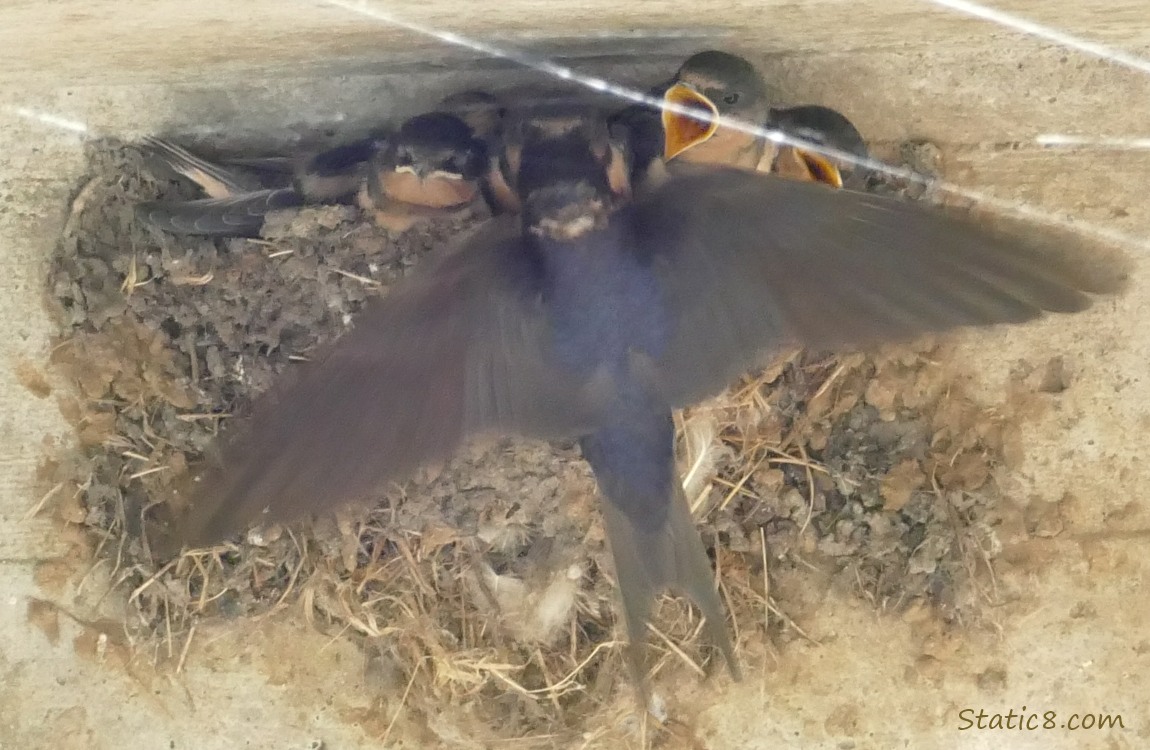 Barn Swallow parent feeds a baby in the nest