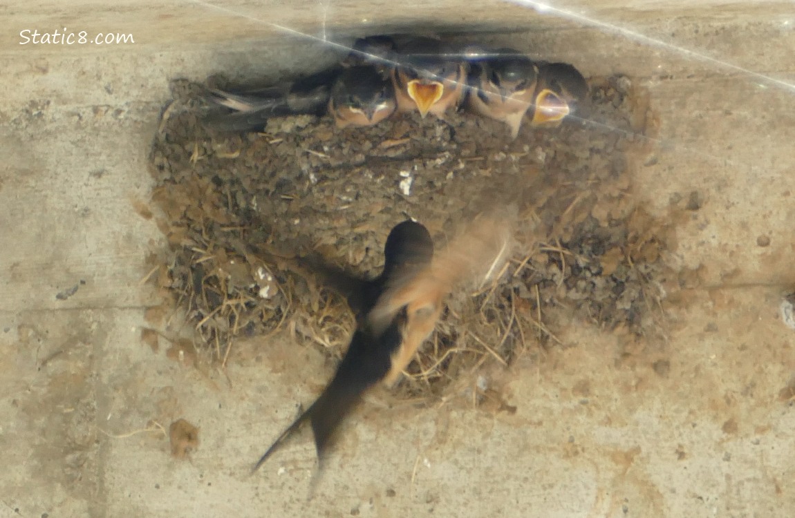 Parent arrives at the Barn Swallow nest to feed the babies