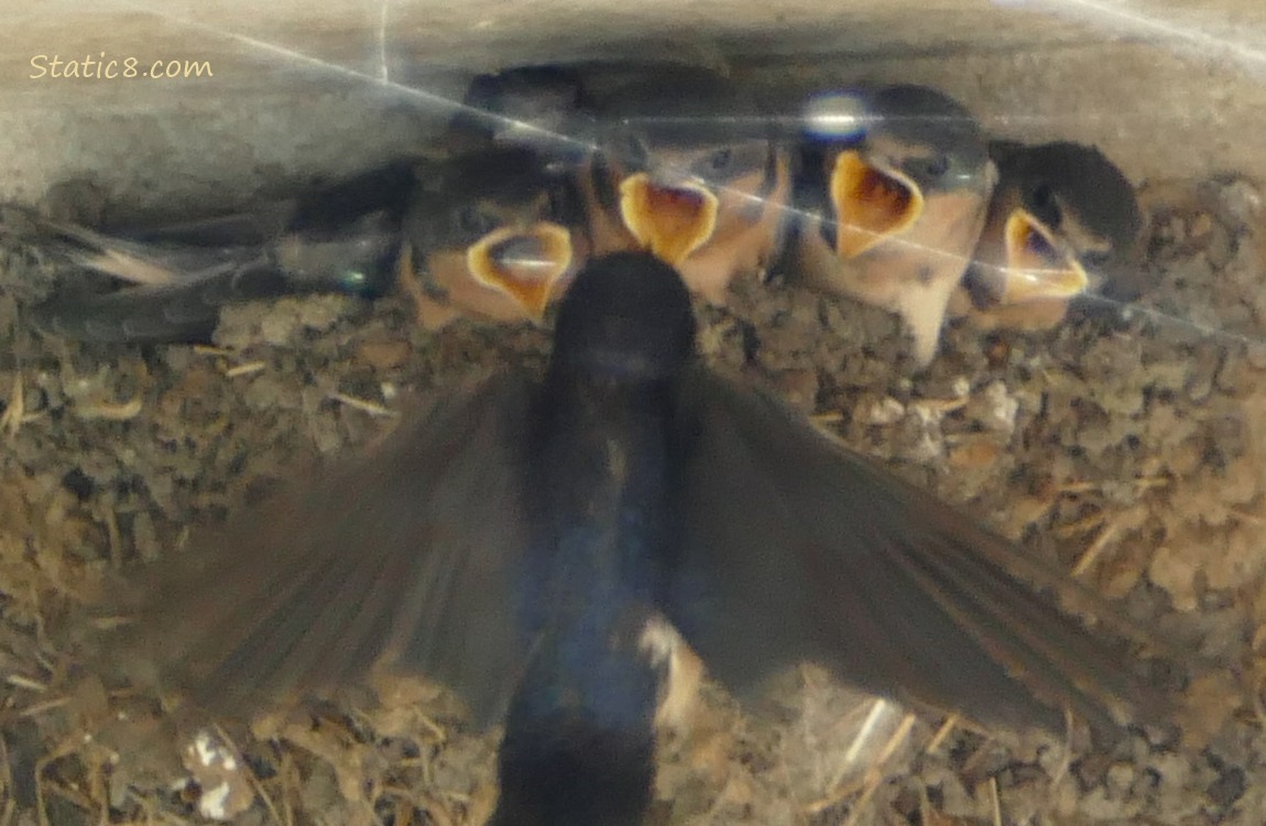Parent arrives at the Barn Swallow nest to feed the babies