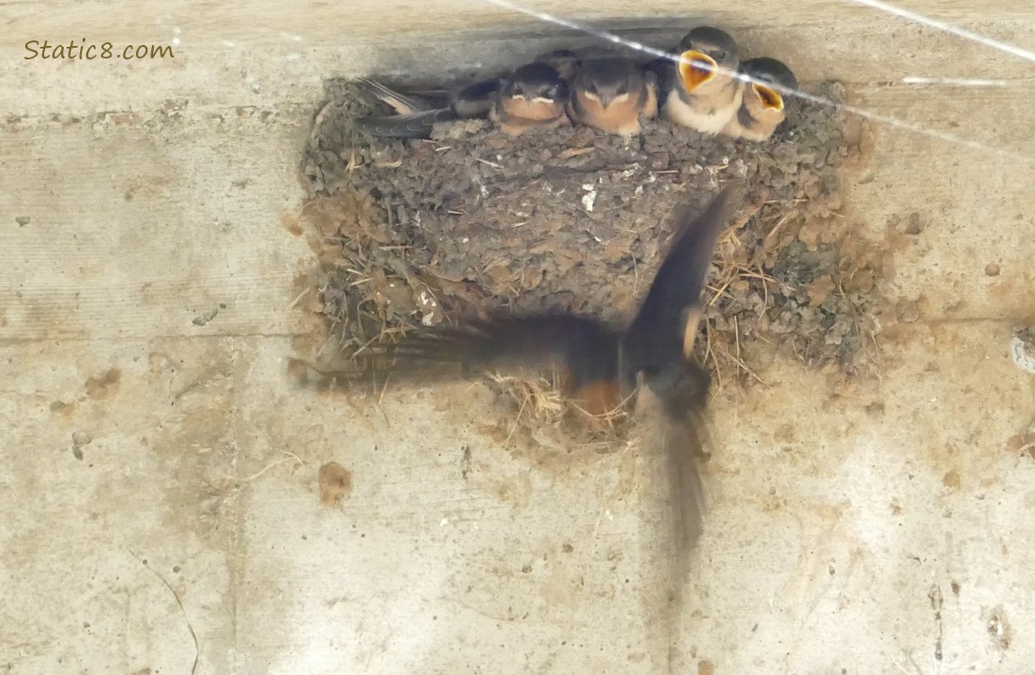 Barn Swallow parent flies away from the nest