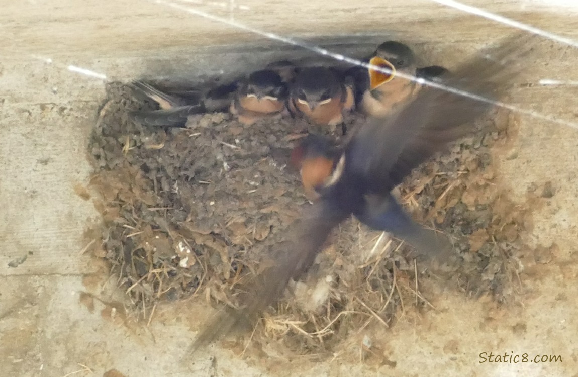 Barn Swallow parent flies away from the nest