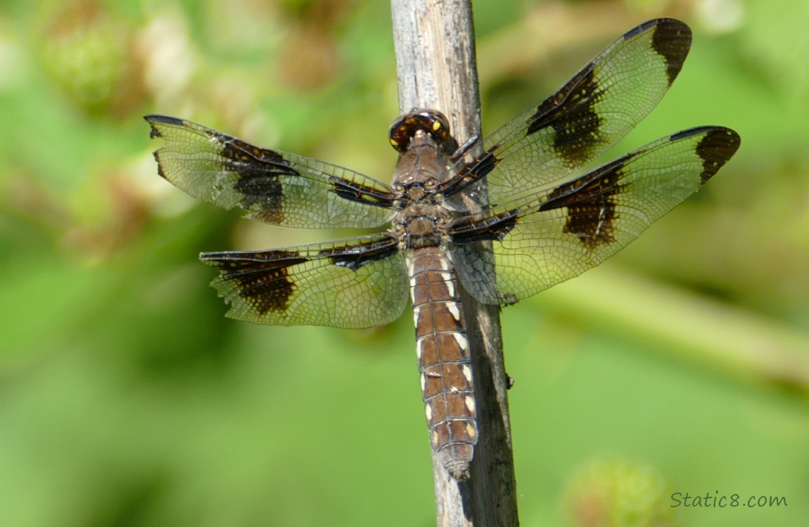 Dragonfly standing on a twig
