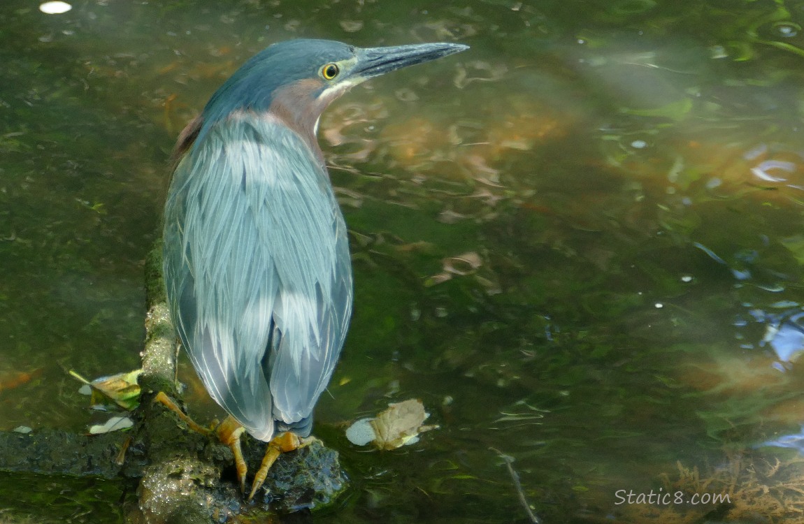 Green heron standing on a rock in the water