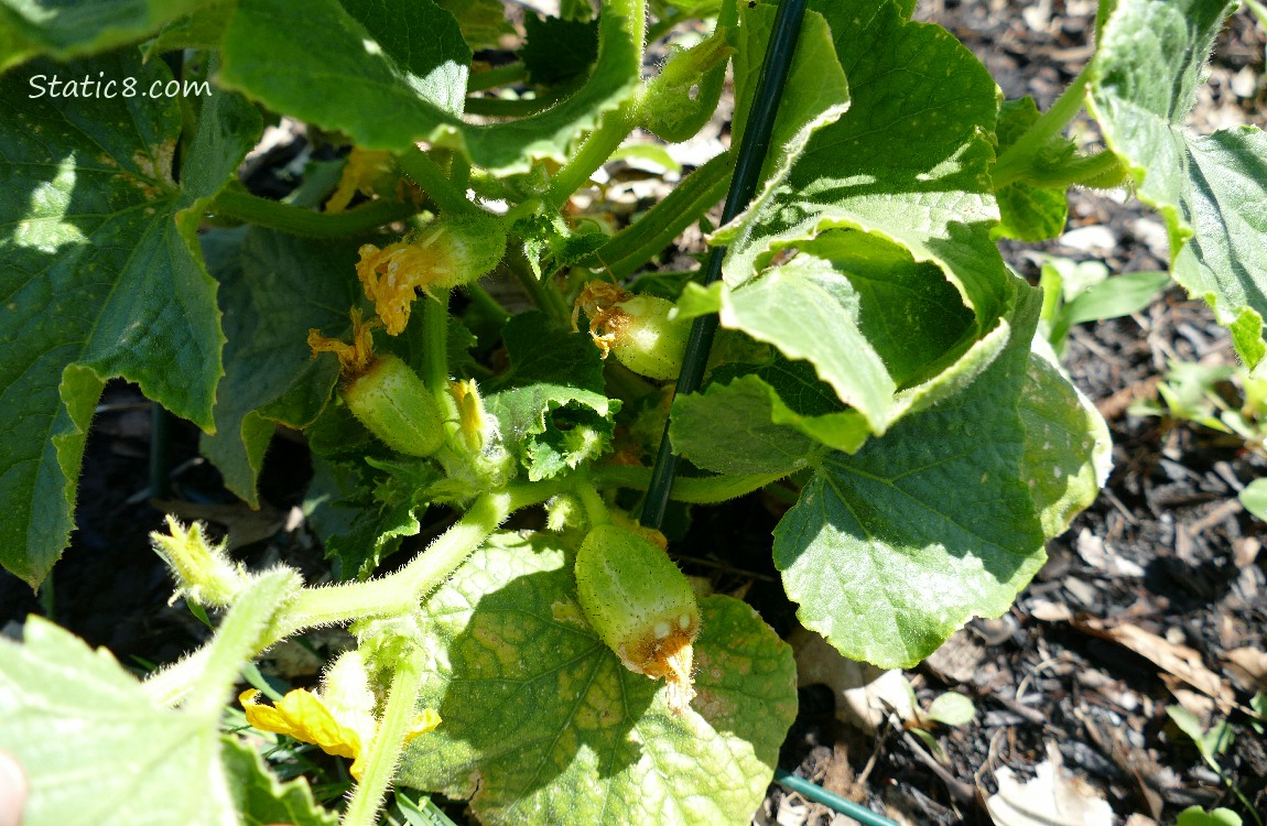 Lemon Cucumber fruits growing on the plant