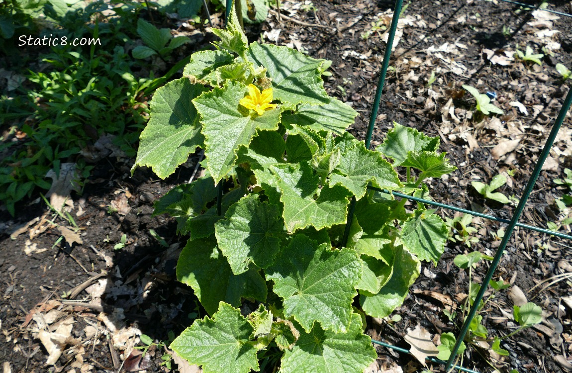 Cucumber plant with a blossom on it