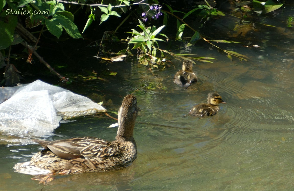 Mama Mallard and two ducklings on the water