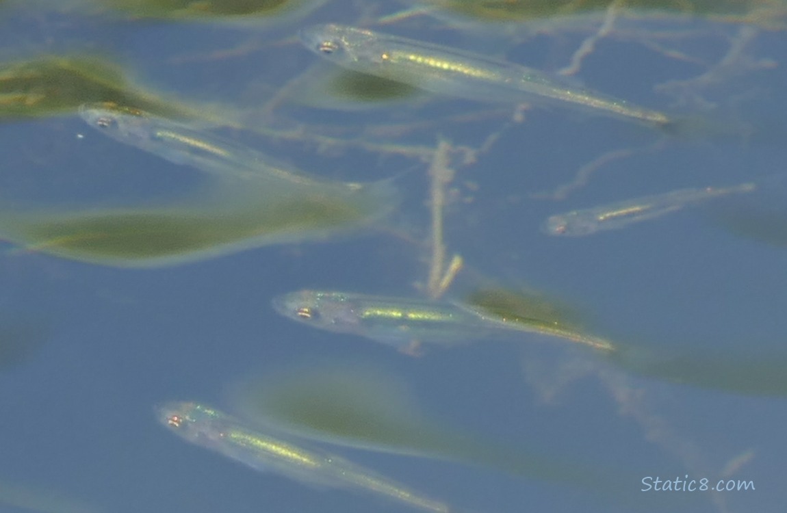 Minnows swimming in the water