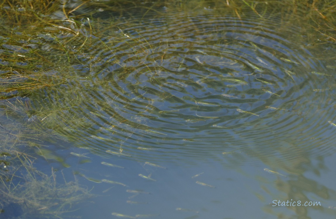 Minnow swimming in the water