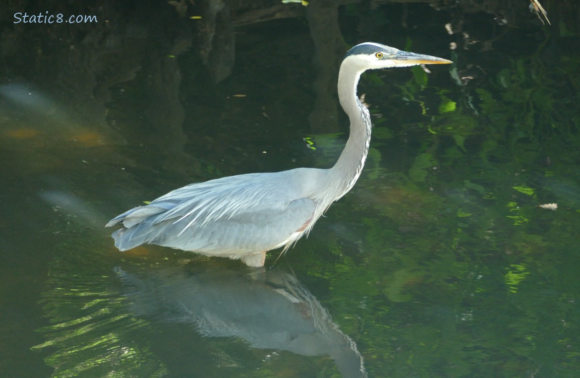Great Blue Heron standing in shallow water