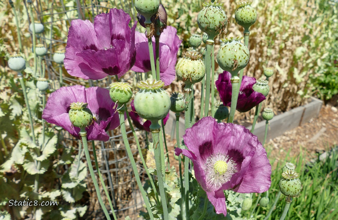 Purple Breadseed Poppy blooms