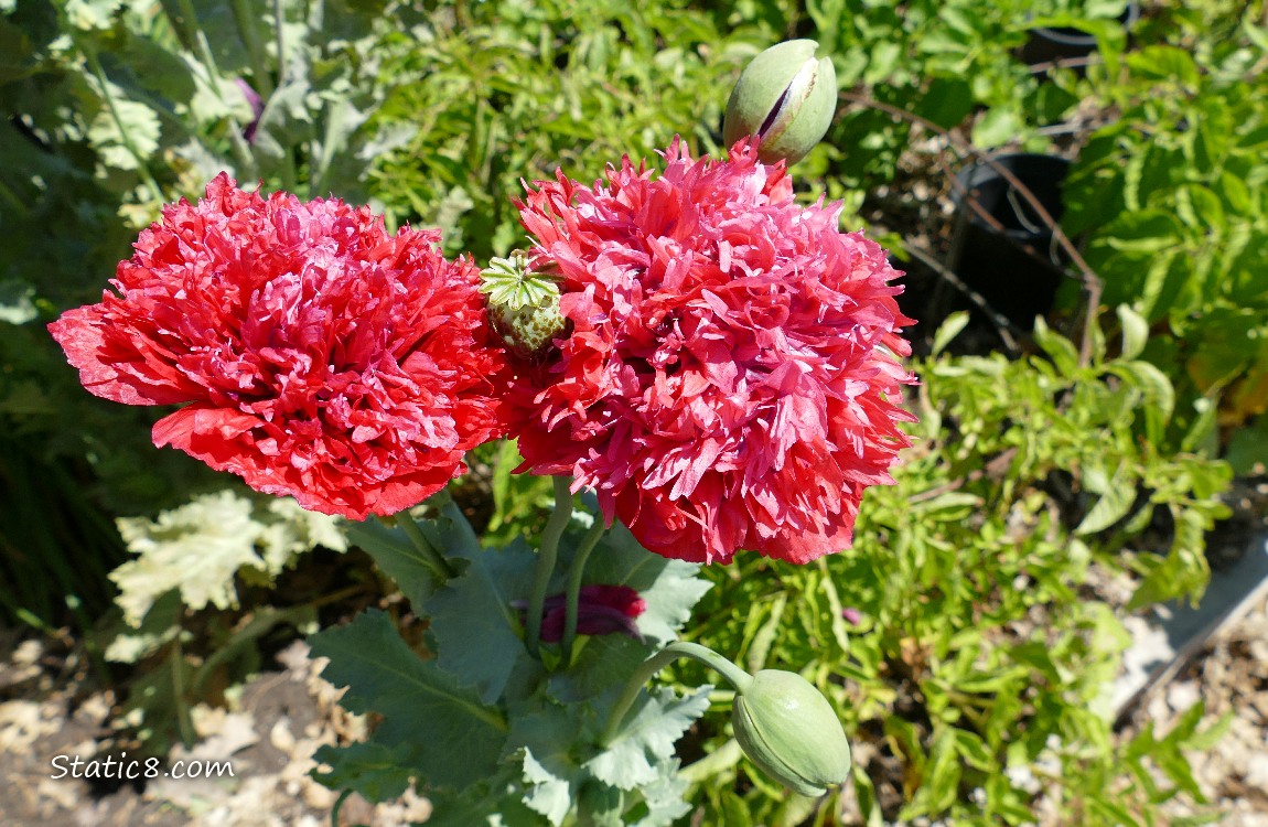 Red double petal Breadseed Poppy blooms
