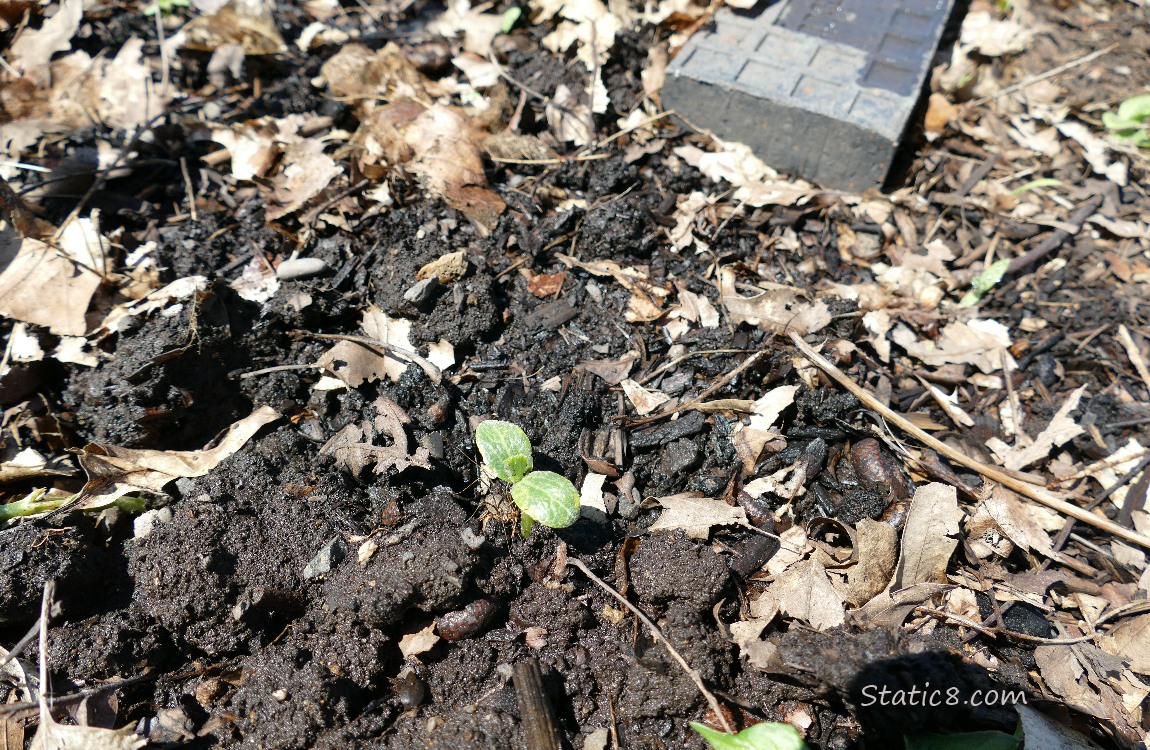 Squash Seedling growing in the dirt
