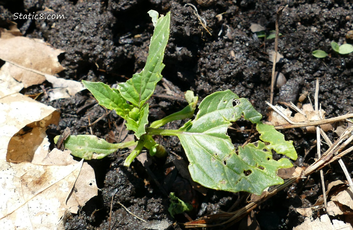 Small, munched Tomatillo plant trying to grow in the ground