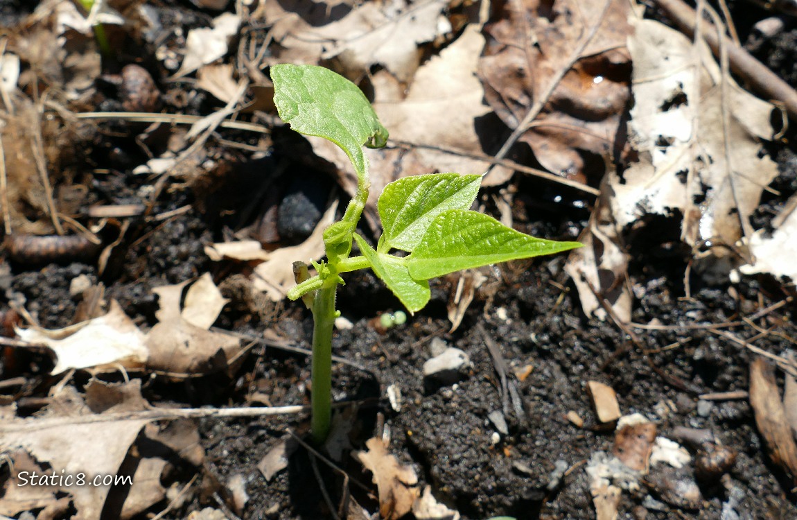 Bean Seedling